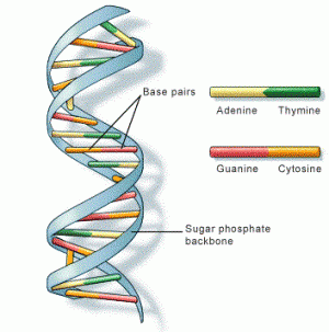 DNA Structure