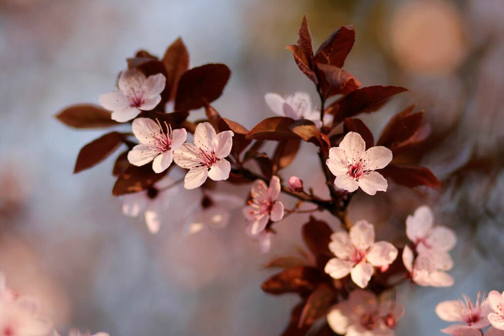 Fleurs de Prunus 2-4 by Je-ro-me Boivin