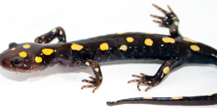 Ubuntu 13.10 Codename Revealed – Saucy Salamander