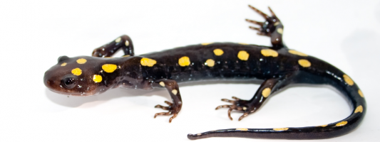 Ubuntu 13.10 Codename Revealed – Saucy Salamander