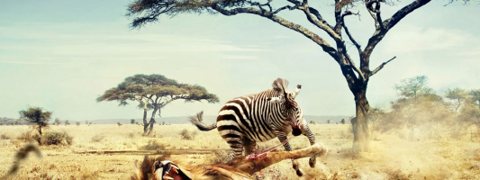 Five Best Free Themes For WordPress