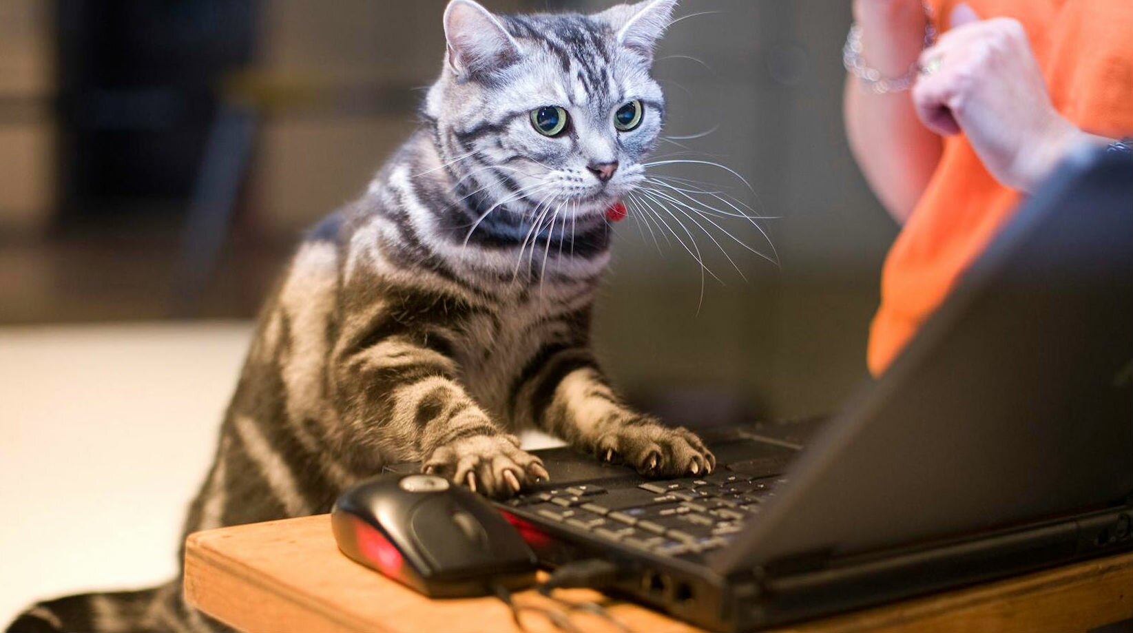 Cat Computer