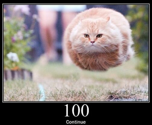 100 continue status cats